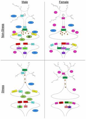 Sex Differences in Synaptic Plasticity: Hormones and Beyond